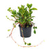 Peperomia - Нецъфтящи растения<<<Стайни растения<<<Градина<<<Praktiker