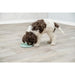 Pet feeding dish Trixie Junior Licking Ø 15 cm Green Mint - Домашни Животни<<<Дом Градина<<<BigBuy&&&Купички за храна и