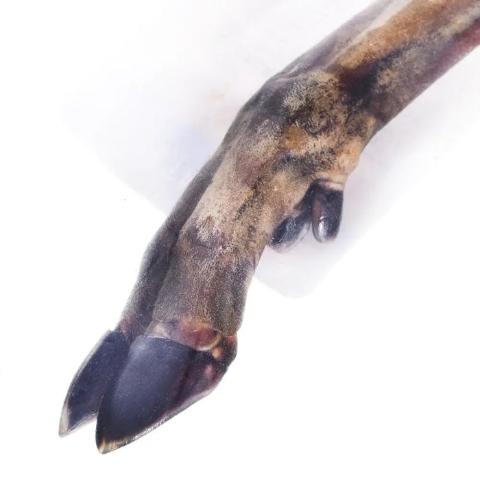 PETMEX Deer hoof - dog chew - 1 pc(s) - DelicaciesDLP-PRZ<<<For the dogDLP<<<ActionPL