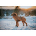Pet’s clothing Hunter PAXSON Brown Polyester - Домашни Животни<<<Дом Градина<<<BigBuy&&&Пътуване и разходки<<<Домашни