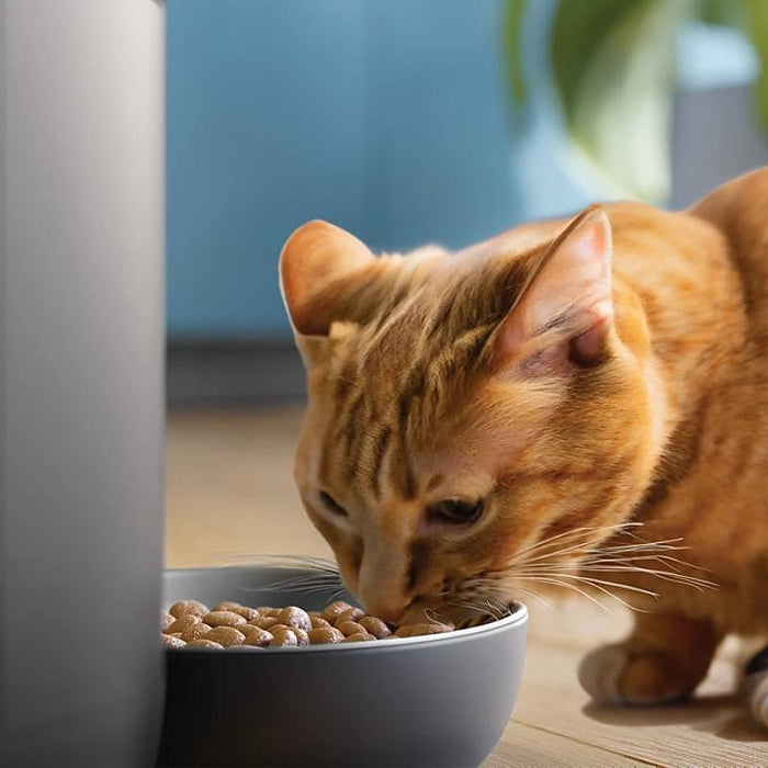 Smart feeder with camera PHILIPS PAW5320/02