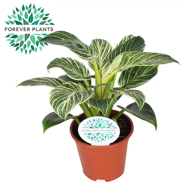 PHILODENDRON BIRKIN - Нецъфтящи растения<<<Стайни растения<<<Градина<<<Praktiker