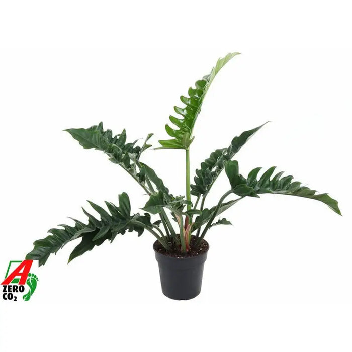 PHILODENDRON NARROW - Нецъфтящи растения<<<Стайни растения<<<Градина<<<Praktiker