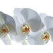 PHOTO WALLPAPER STANDARD 127X180 CM. 1Ch. ORCHID - Фототапети<<<Тапети и фототапети<<<Мебели и