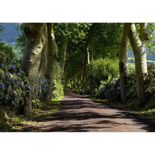 PHOTO WALLPAPER STANDARD 360X254 CM. 4 H. ALLEY - Фототапети<<<Тапети и фототапети<<<Мебели и