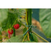 PLANT TIES 17CM 50PCS GREEN BRADAS TYT54170GR/50 - Други инструменти<<<Градински ръчен