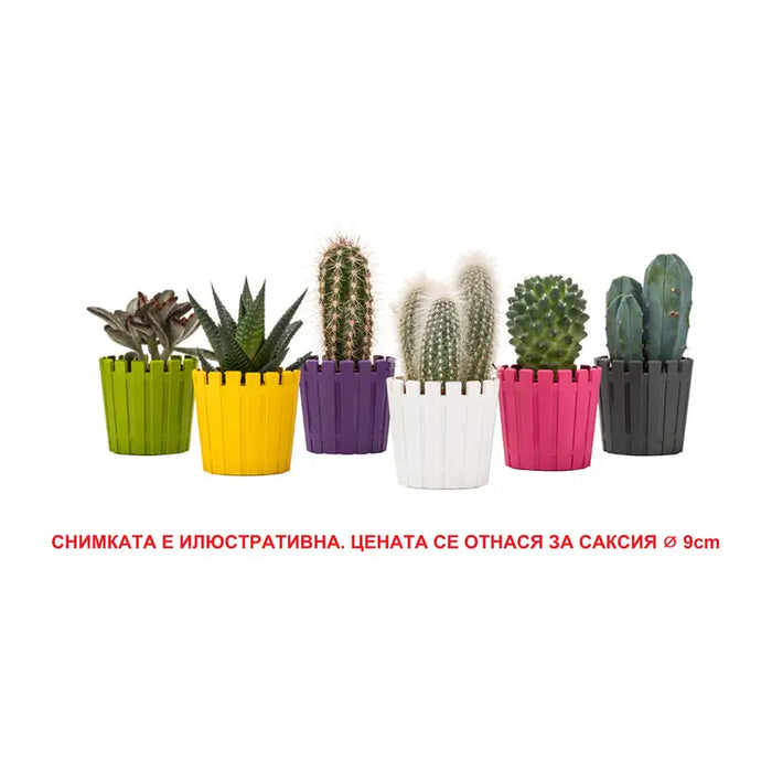 PLASTIC POT Φ6.5CM HD AKASYA CACTUS - Кашпи<<<Саксии кашпи и цветарници<<<Градина<<<Praktiker