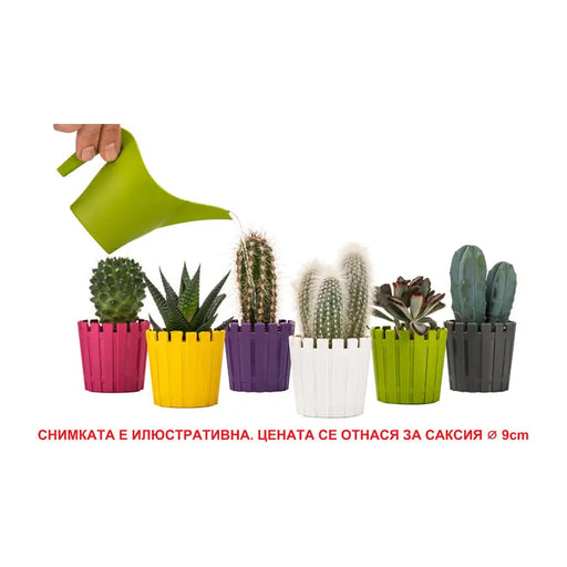 PLASTIC POT Φ6.5CM HD AKASYA CACTUS - Кашпи<<<Саксии кашпи и цветарници<<<Градина<<<Praktiker