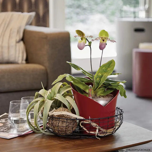 POT F18CM WITH IRRIGATION SYSTEM LECHUZA ORCHIDEA - Саксии<<<Саксии кашпи и