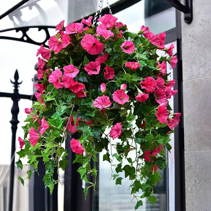DECORATIVE LANDSCAPING HANGING BASKET ROSSIMA PETUNIA PINK COLOR