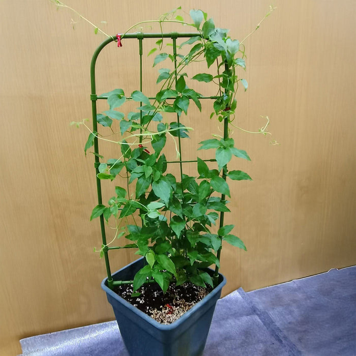 SUPPORT FOR CREEPING PLANTS 75CM ROSSIMA FS75