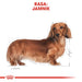 ROYAL CANIN Dachshund Adult - dry dog food - 7,5 kg - Dry foodDLP-KAS<<<For the dogDLP<<<ActionPL