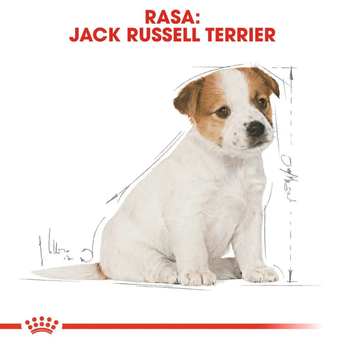 Royal Canin SHN Breed Jack Russell Junior - Dry dog food Poultry,Rice - 3 kg - Dry foodDLP-KAS<<<For