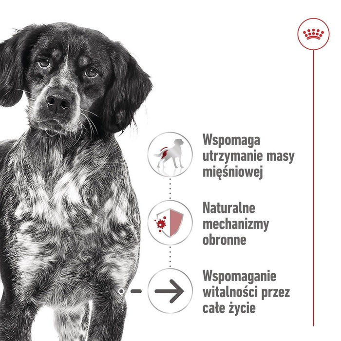 ROYAL CANIN Medium Ageing Loaf - wet dog food - 410g