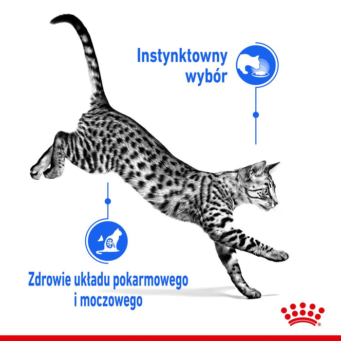 ROYAL CANIN FHN Indoor jelly - wet food for adult cats - 12x85g