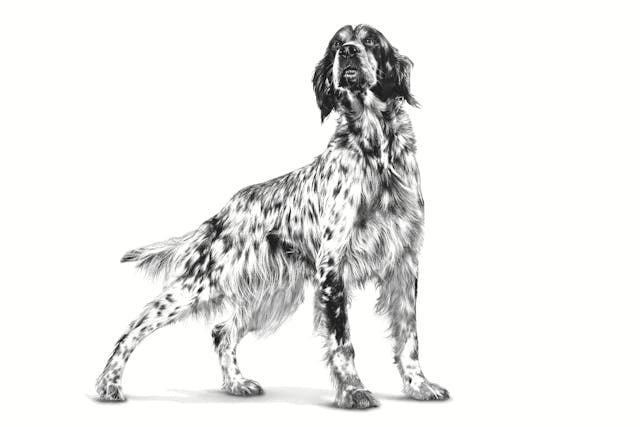 ROYAL CANIN Hypoallergenic - dry dog food - 2kg