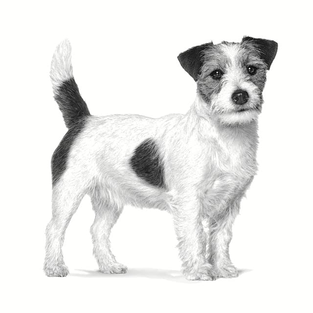 ROYAL CANIN Anallergenic Small VHN - dry dog food - 1,5kg