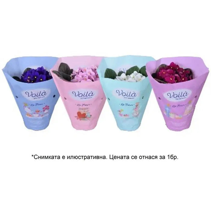 SAINT PAULIA VOILA LA FLEUR - Цъфтящи растения<<<Стайни растения<<<Градина<<<Praktiker