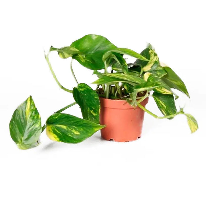 SCINDAPSUS / DEVIL IVY - Нецъфтящи растения<<<Стайни растения<<<Градина<<<Praktiker