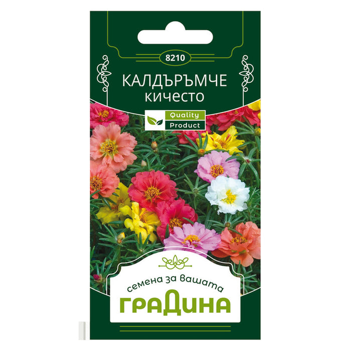 SEEDS Cobblestone KICHESTO GARDEN - Семена<<<Семена луковици и разсад<<<Градина<<<Praktiker