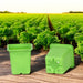 SET OF SEEDLINGS 20PCS GARDEN STAR HD-10864 - Аксесоари за разсад<<<Оранжерии и аксесоари за