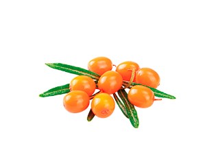 SHELMA Rich in turkey in sauce - wet cat food - 85g