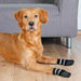 Socks Trixie Black S/M Dog - Домашни Животни<<<Дом Градина<<<BigBuy&&&Пътуване и разходки<<<Домашни Животни<<<Дом