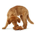 Soft toy for dogs Hunter Togh Toys Brown Polyester Monkey 25 cm - Домашни Животни<<<Дом