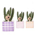 STAPELIA - Кактуси<<<Стайни растения<<<Градина<<<Praktiker