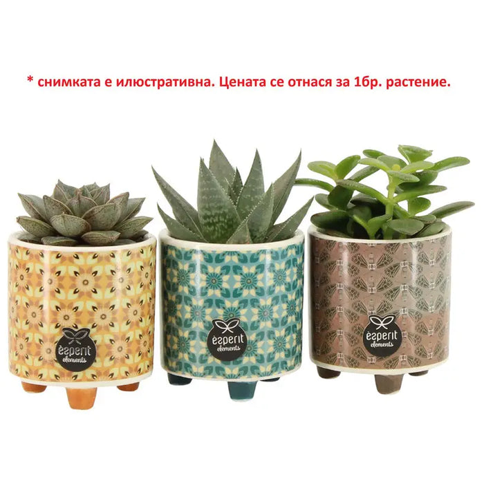 SUCCULENT IN CERAMIC POT - Кактуси<<<Стайни растения<<<Градина<<<Praktiker