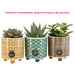 SUCCULENT IN CERAMIC POT - Кактуси<<<Стайни растения<<<Градина<<<Praktiker