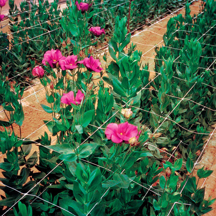 NETTING FOR WRAPING PLANTS 200CM TENAX HORTONOVA