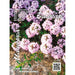 THYME SEEDS HERBALIST - Семена<<<Семена луковици и разсад<<<Градина<<<Praktiker