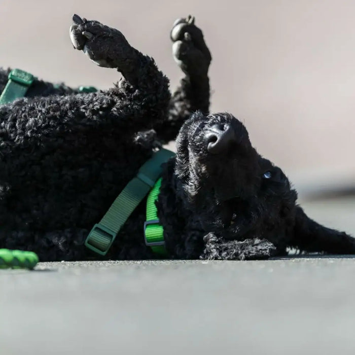 Training collar Trixie Cavo Graphite Azul Océano M/L 43-51 cm - Домашни Животни<<<Дом Градина<<<BigBuy&&&Пътуване и