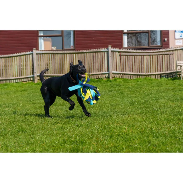 Training toy Coachi TUGGI SPIDER Blue - Домашни Животни<<<Дом Градина<<<BigBuy&&&Играчки<<<Домашни Животни<<<Дом