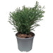 TUJA GLOBAL 20/25CM - Вечнозелени храсти и дръвчета<<<Външни растения<<<Градина<<<Praktiker