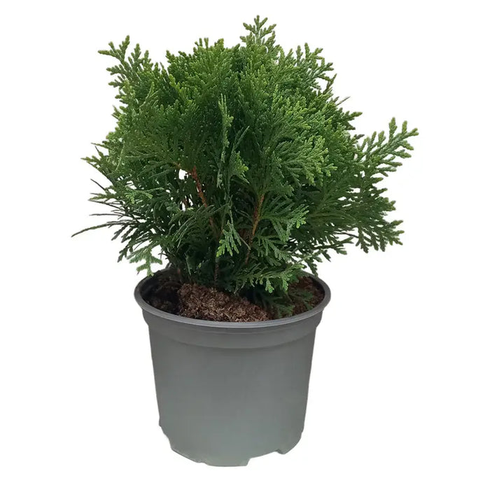 TUJA GLOBAL 20/25CM - Вечнозелени храсти и дръвчета<<<Външни растения<<<Градина<<<Praktiker