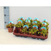 VENUS FLY TRAP - Насекомоядни растения<<<Стайни растения<<<Градина<<<Praktiker