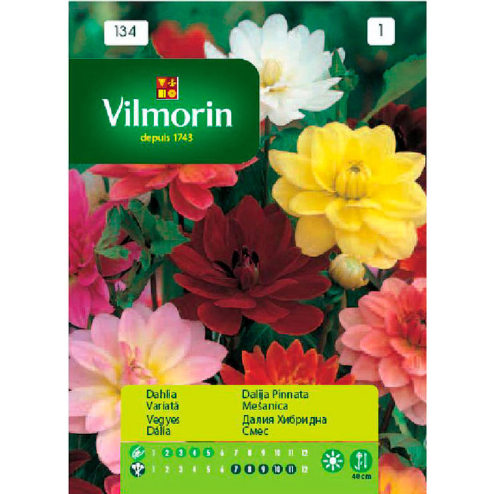 DAHLIA SEEDS HYBRID MIXTURE VILMORIN