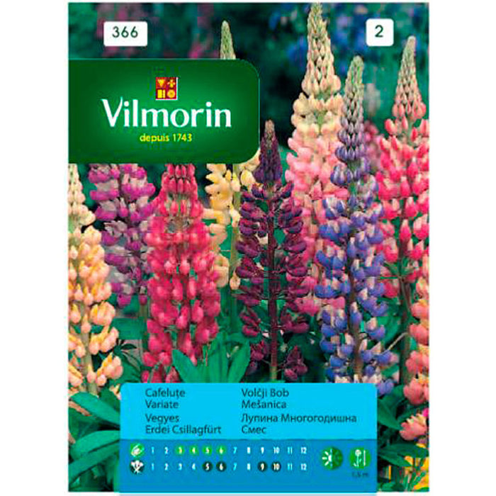 PERENNIAL LUPINE SEEDS VILMORIN