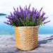 WICKED BASKET M 30X35CM GARDEN STAR HD-10874-M - Саксии<<<Саксии кашпи и цветарници<<<Градина<<<Praktiker