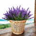 WICKED BASKET S 19X21CM GARDEN STAR HD-10875-S - Саксии<<<Саксии кашпи и цветарници<<<Градина<<<Praktiker