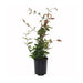 WRAPPED LONICERA - Вечнозелени храсти и дръвчета<<<Външни растения<<<Градина<<<Praktiker