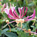 WRAPPED LONICERA - Вечнозелени храсти и дръвчета<<<Външни растения<<<Градина<<<Praktiker