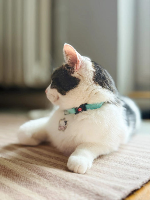 ZOLUX Chatouille blue - cat collar