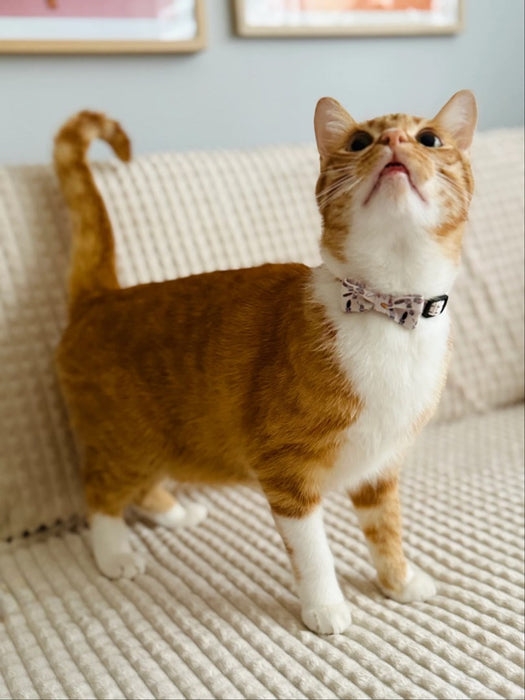 ZOLUX Chatouille beige - cat collar