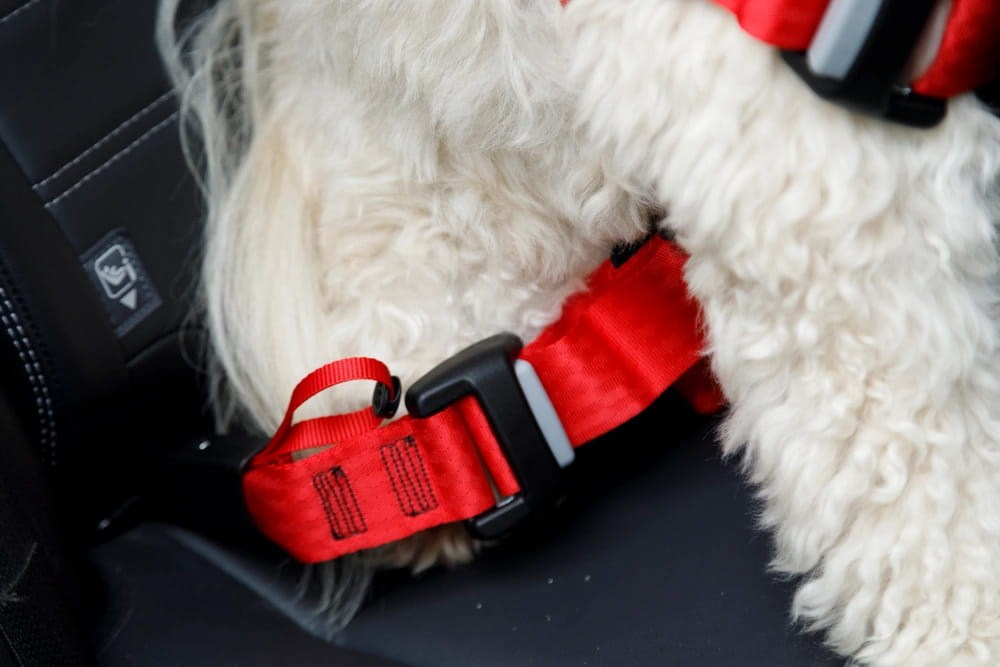 ZOLUX Travel Safe S black - dog harness