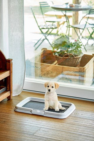 ZOLUX dog / cat litter box Open litter box Black, Grey